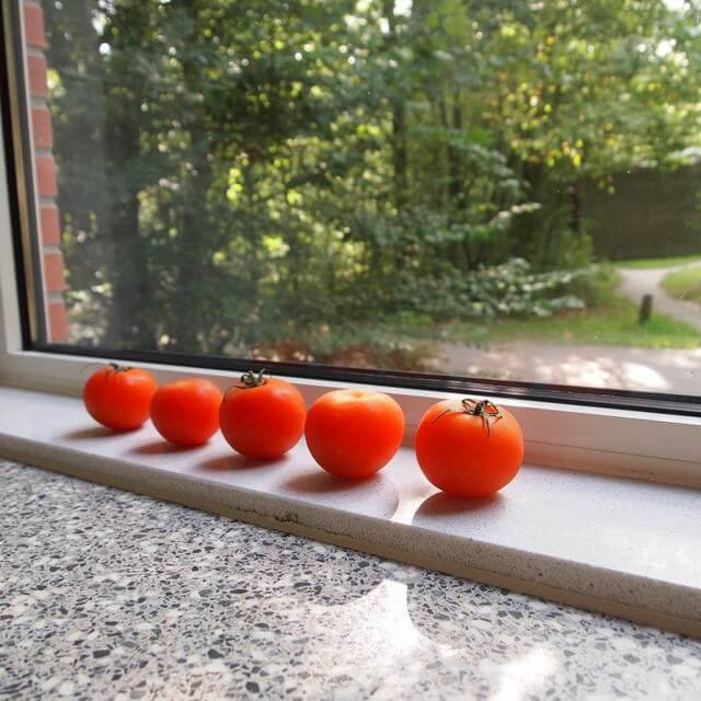 Tomatoes on window sill