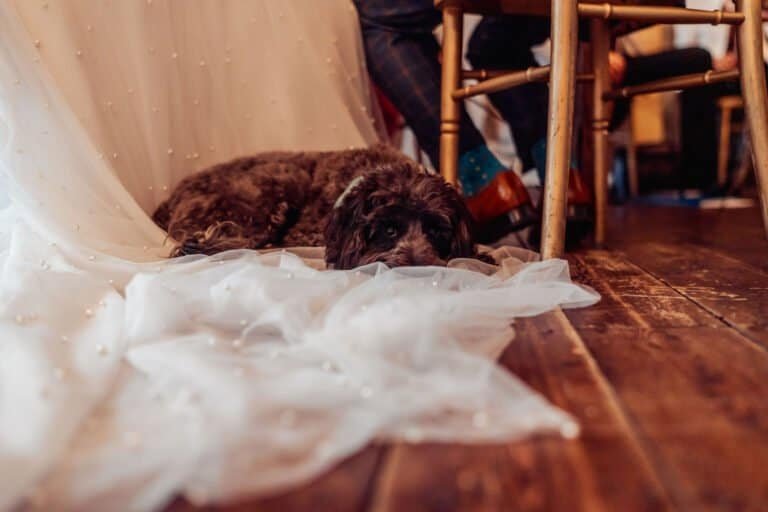 The couple's dog asleep on the bride's veil after the ceremony